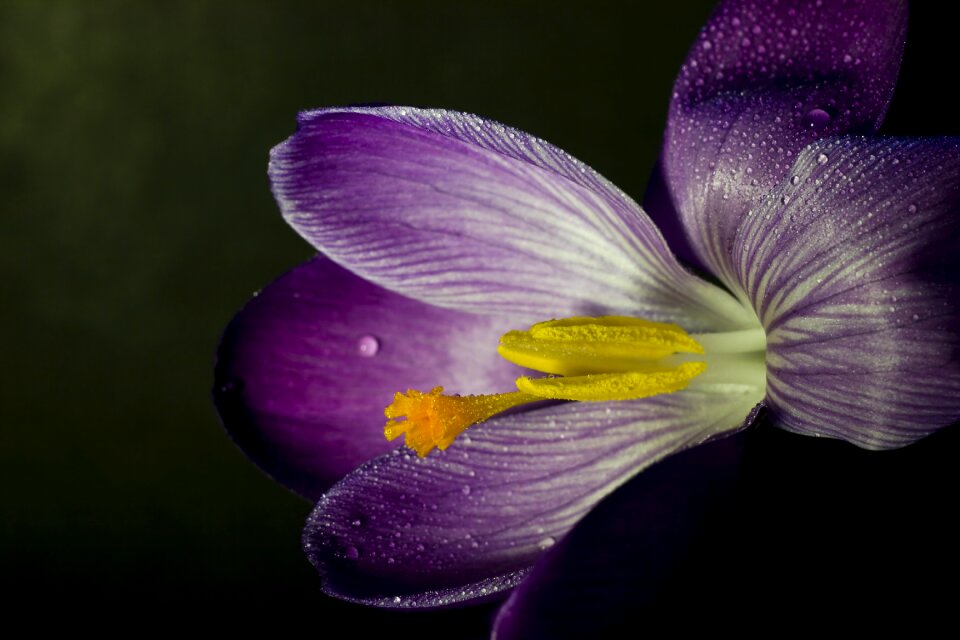 Close spring purple