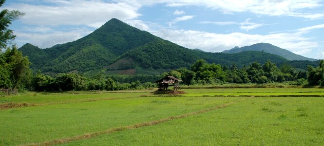 Mountain rice green