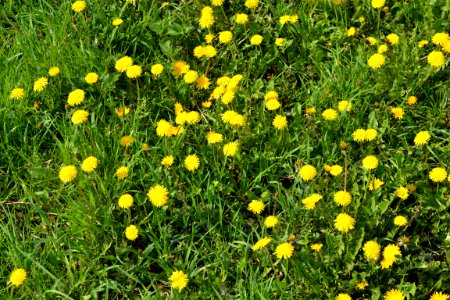Dandelion
