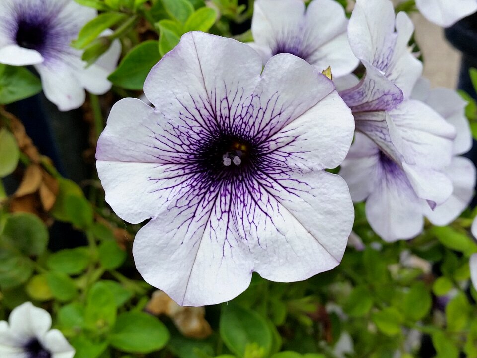 Flower nature garden