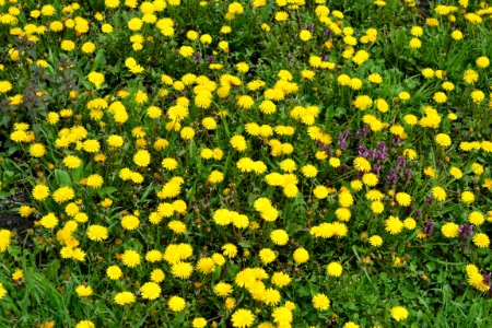Dandelion