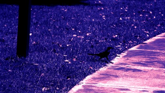Walking in Wonderland