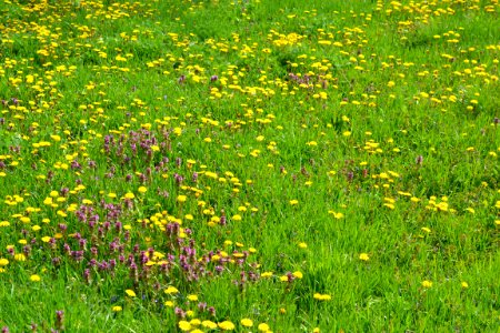 Dandelion