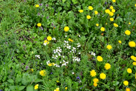 Dandelion