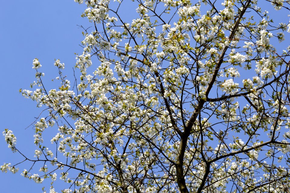 flowering trees