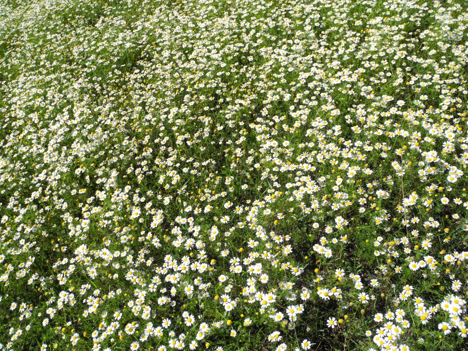 Sunny flower meadow summer