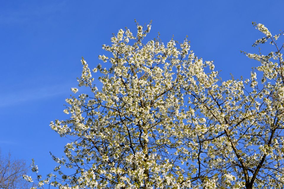 flowering trees