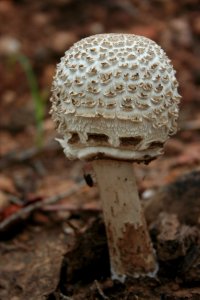 Sometimes a Mushroom is Just a Mushroom