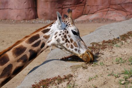Giraffe brown nature
