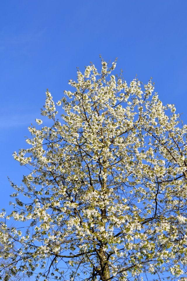 flowering trees