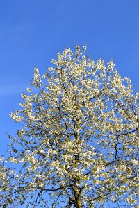 flowering trees