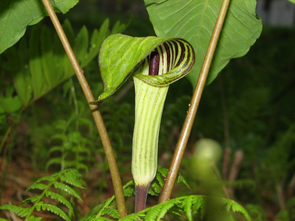 Forest jack-in-the-pulpit woods