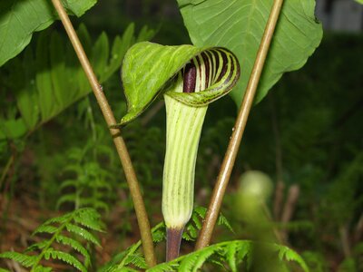Forest jack-in-the-pulpit woods