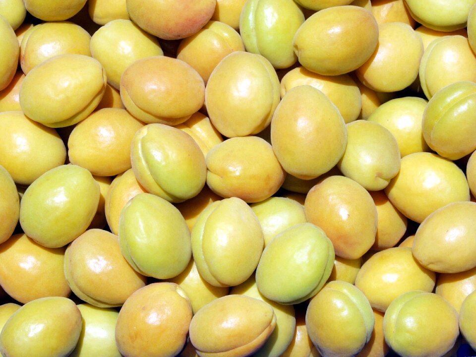 Apricot the apricot hahn