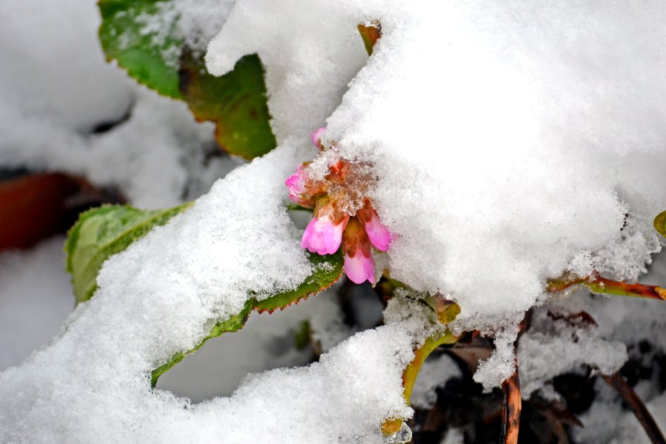 Flowers covered with snow