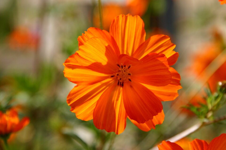 Bright nature spring