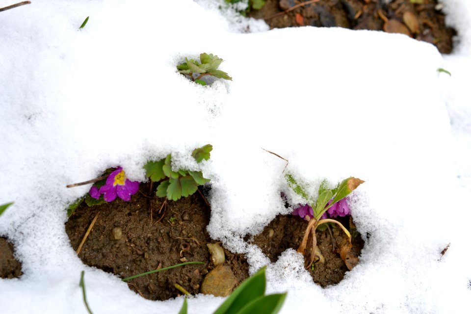 Flowers covered with snow