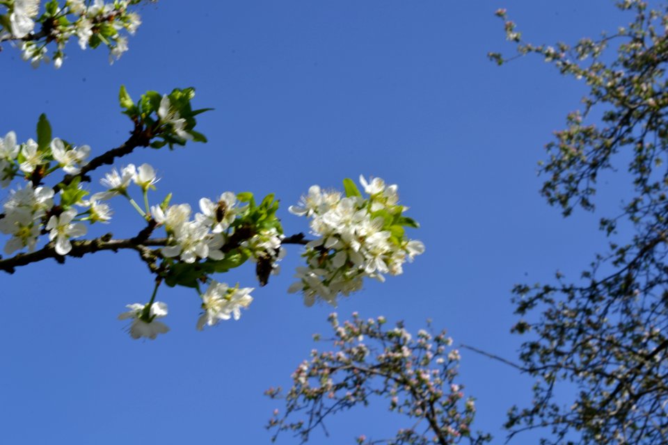 flowering trees