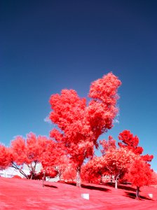 A Heart Shaped Tree