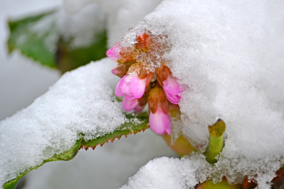 Flowers covered with snow