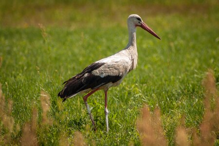 White stork field nature