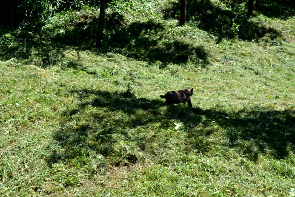 cat
