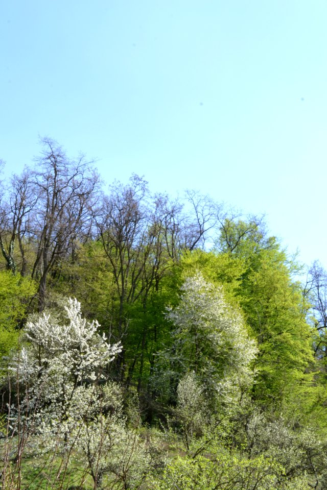 flowering trees