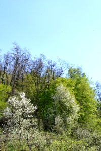 flowering trees