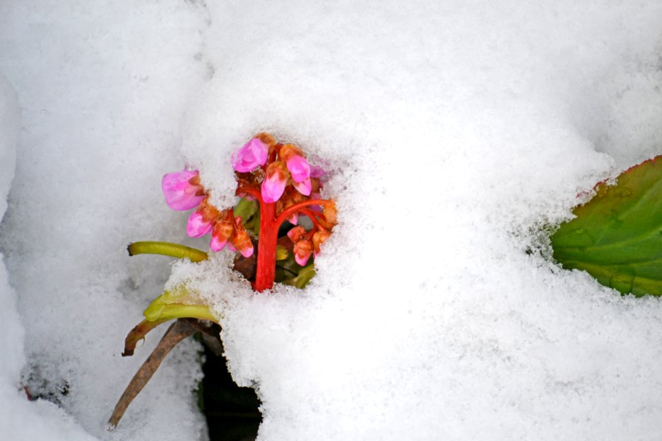 Flowers covered with snow