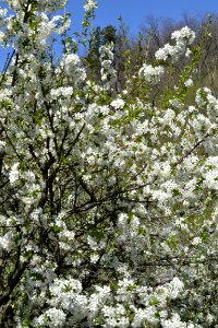 flowering trees