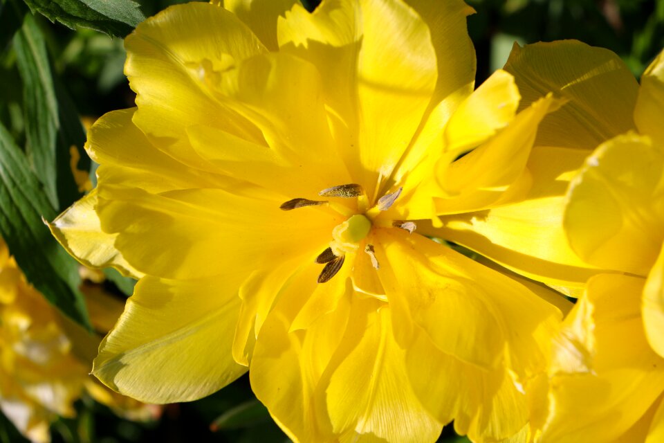 Plant flowers yellow