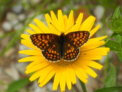 Nature summer wing