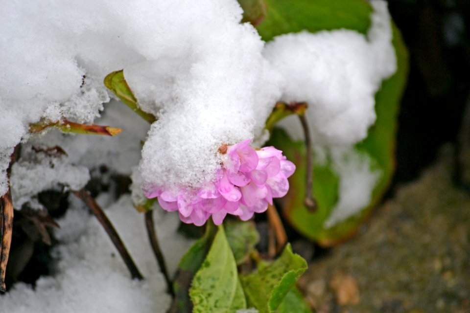 Flowers covered with snow