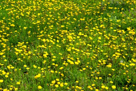 Dandelion