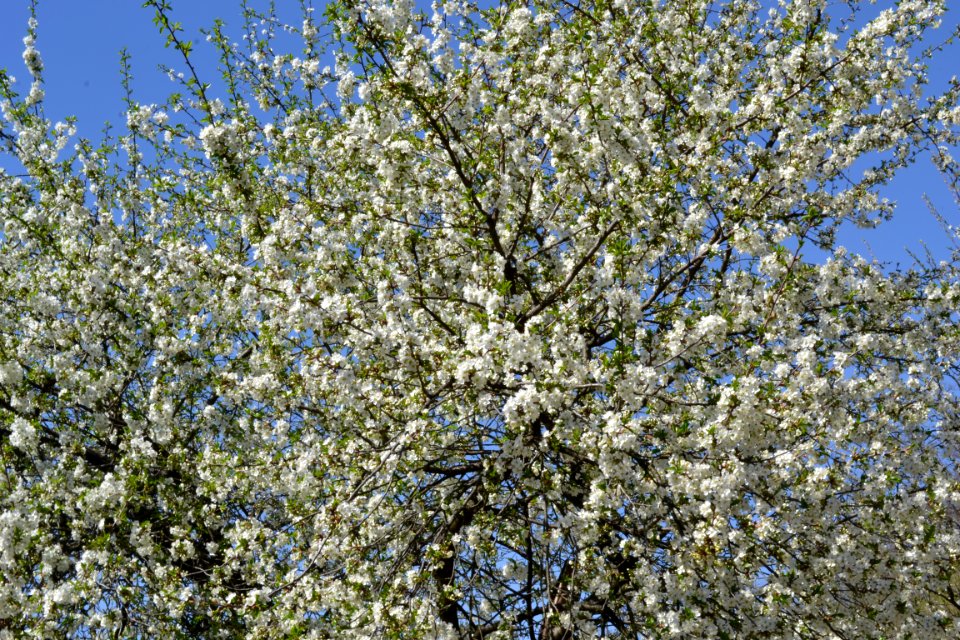 flowering trees