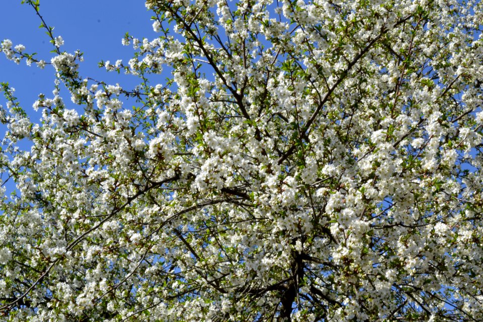 flowering trees