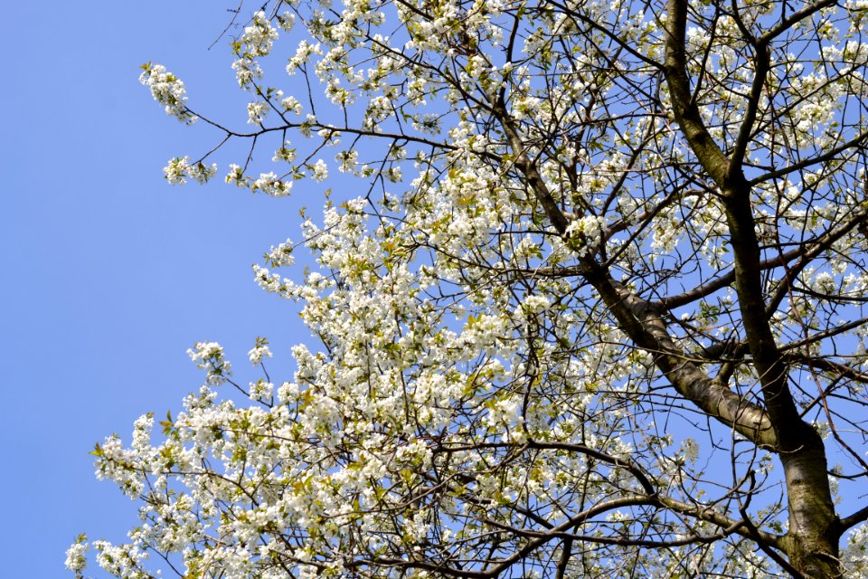 flowering trees