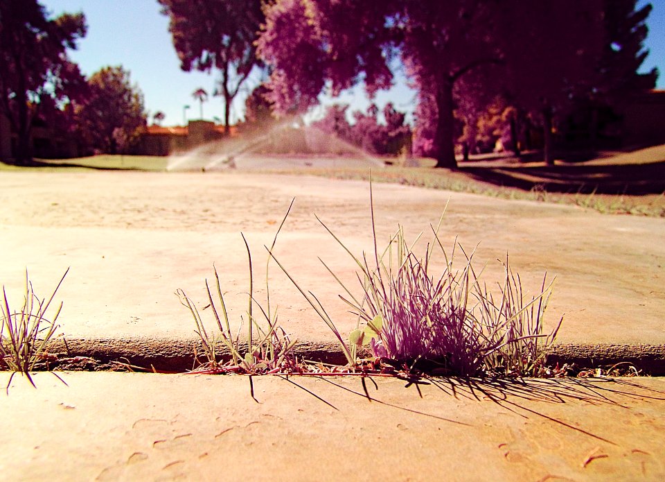 Tufts Of Grass