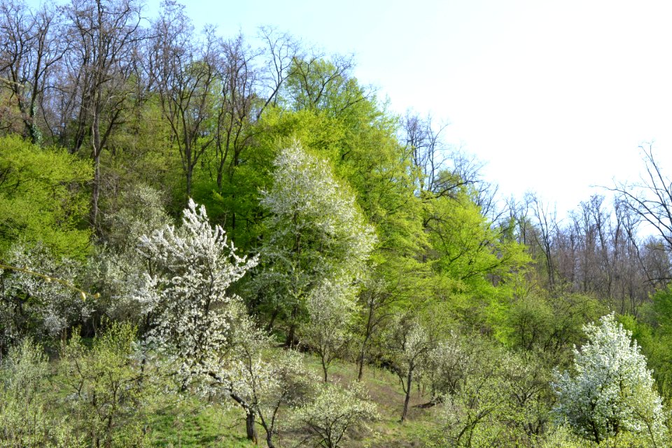 flowering trees