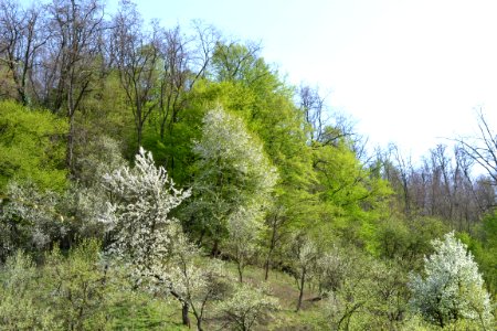 flowering trees