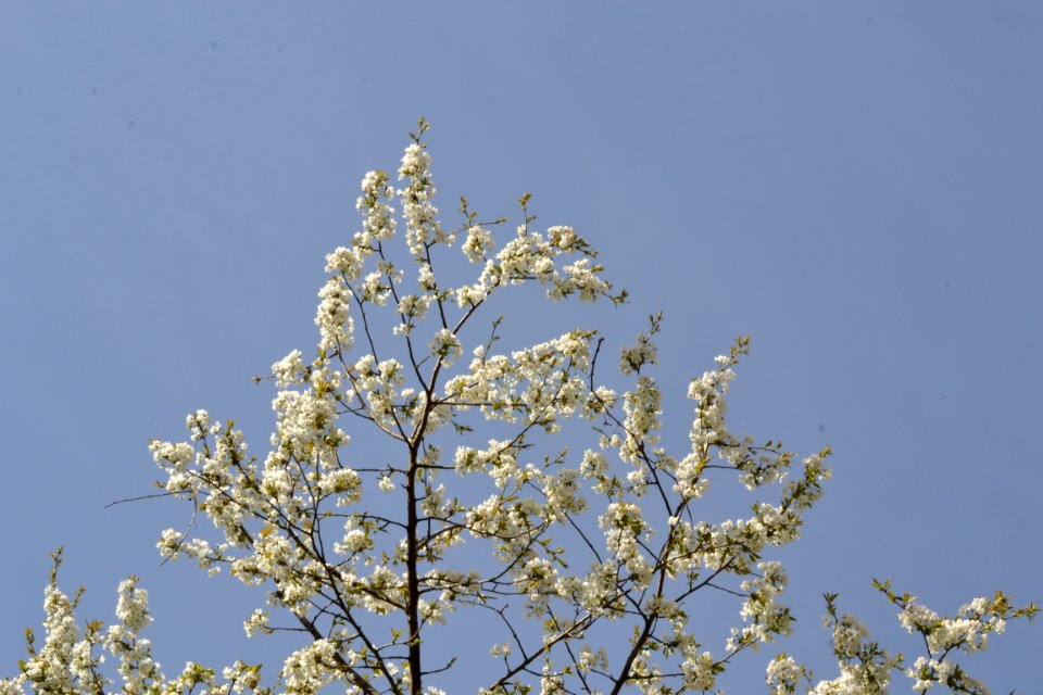 flowering trees