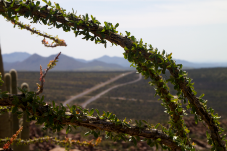 Highway Through Ocotillo