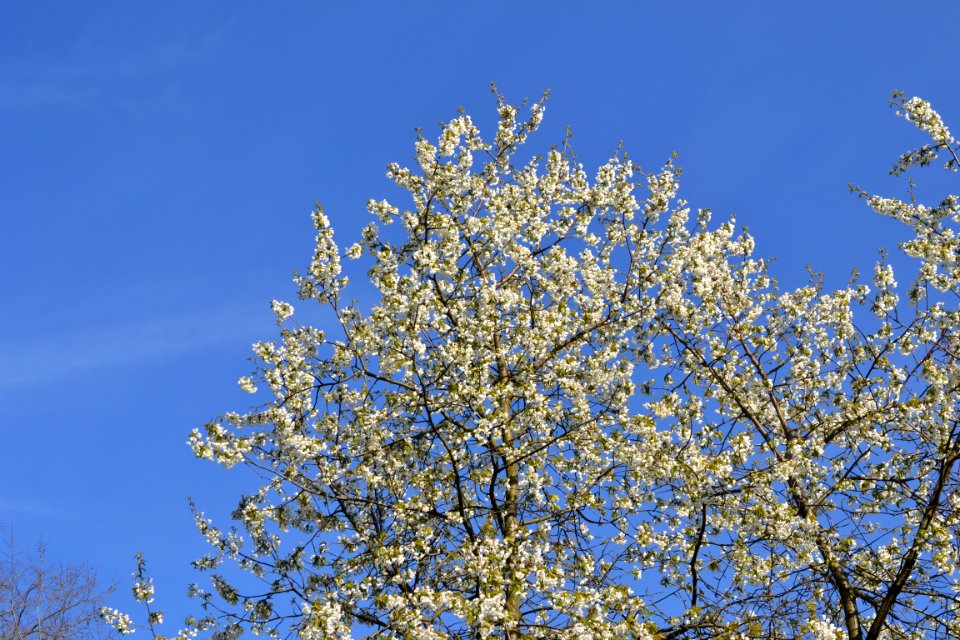 flowering trees