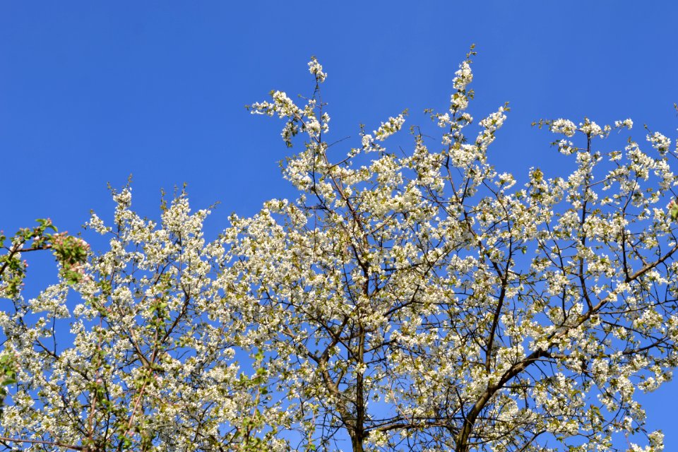 flowering trees