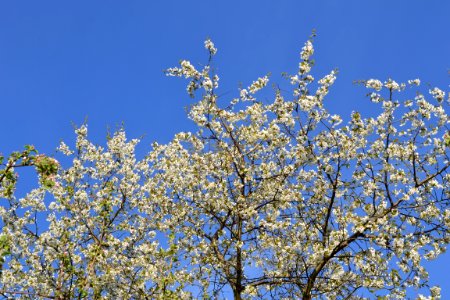 flowering trees photo