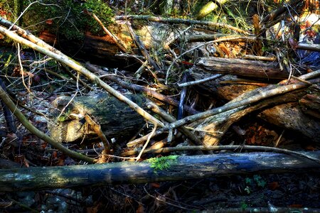 Forest storm tangle photo