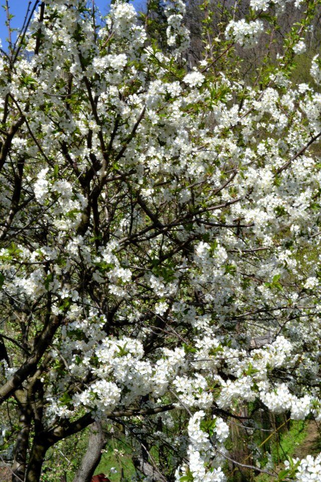 flowering trees