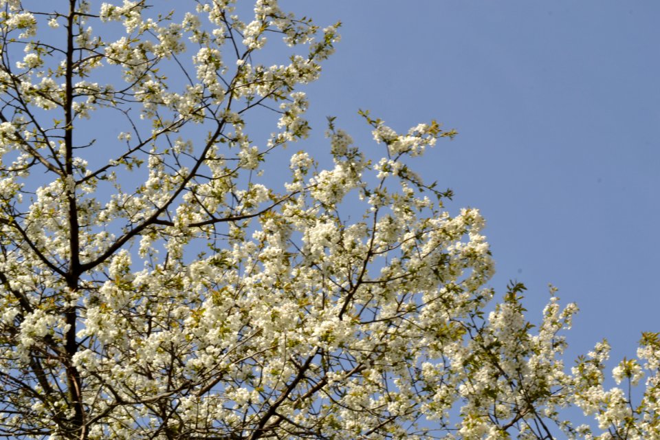 flowering trees