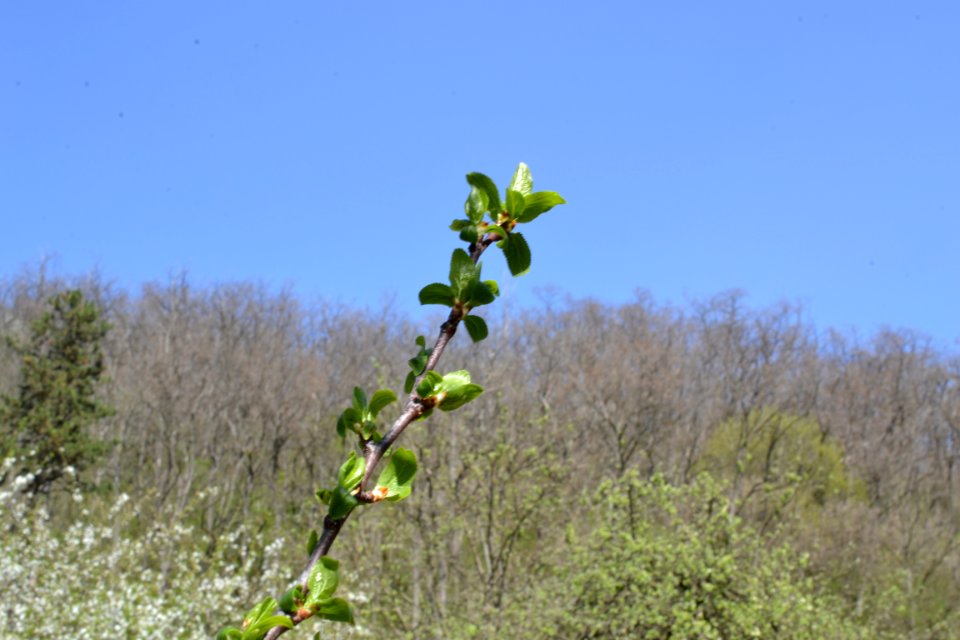 flowering trees