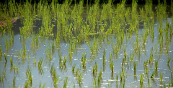 Rice field thailand asia photo